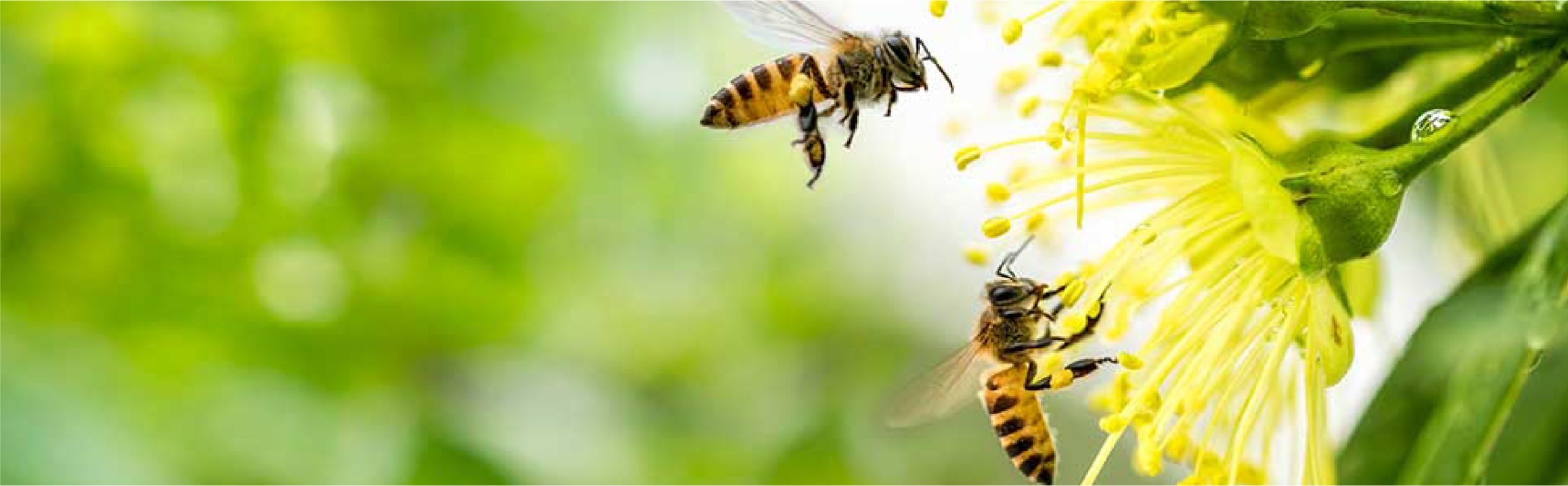 הדברת דבורים אגרופלוס