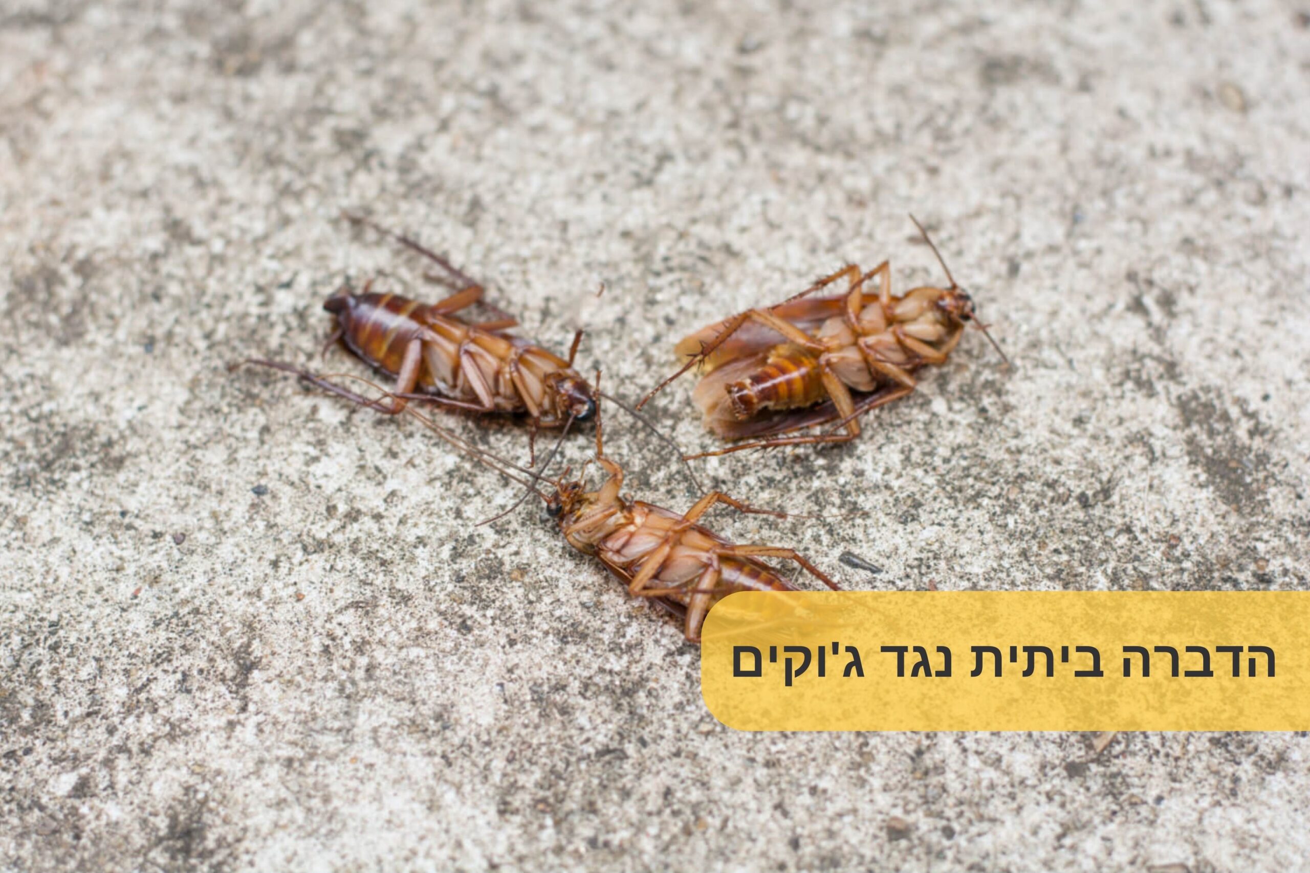 הדברה ביתית נגד ג'וקים
