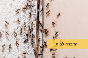 הדברה לבית