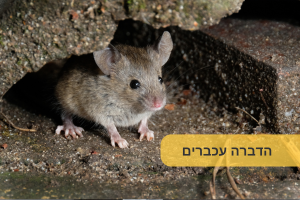 הדברה עכברים