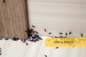 הדברה ברמלה