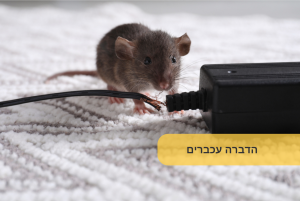 הדברה עכברים